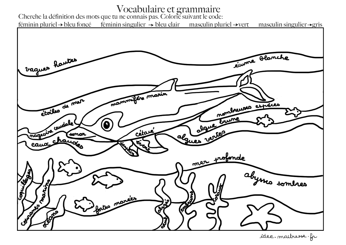coloriage codé du dauphin vocabulaire et grammaire
