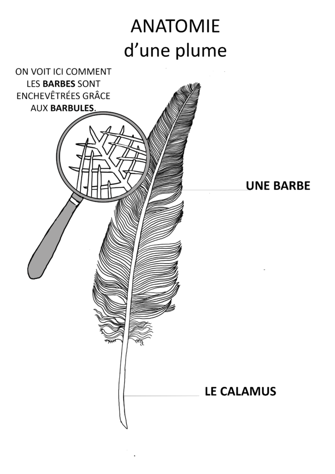 anatomieplumemodele Idée Maîtresse, éditions équitables de ressources pédagogiques