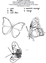 Le papillon d'Amazonie coloriage pour la classe